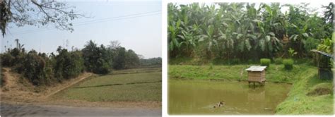 खेती में तालाब को शामिल कर अच्छी फसल ले रहे कई किसान
