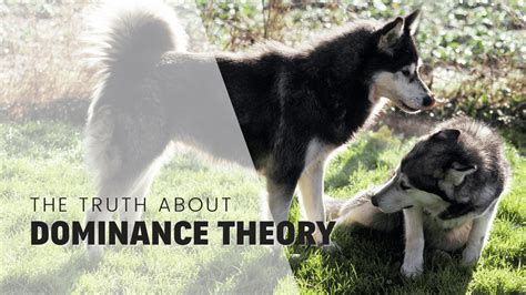 Image result for Dominance Explained