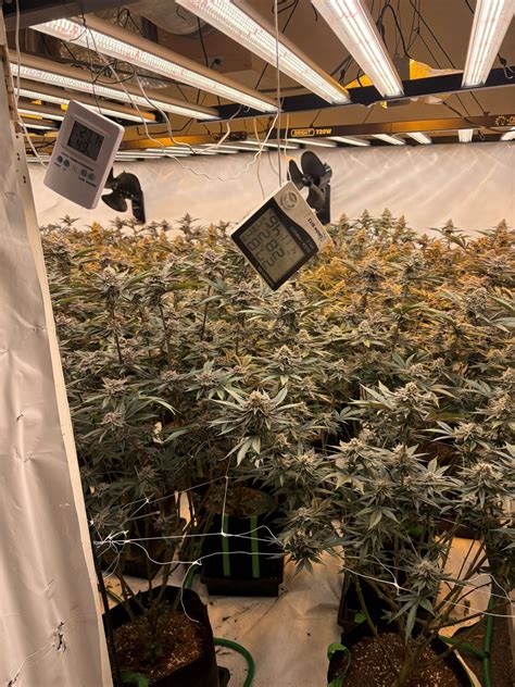 Cannabis farms discovered during Rochdale raids - Rochdale Times