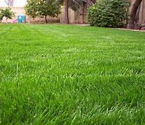 Image result for Annual Ryegrass Seed
