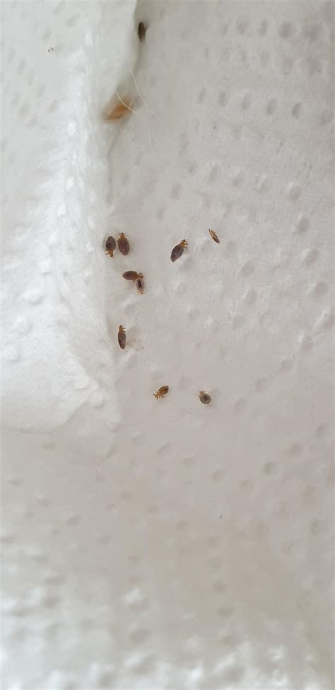 How Do Dogs Get Dog Lice