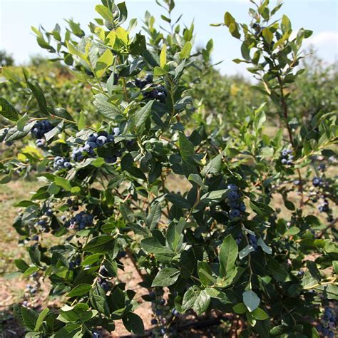 Legacy Blueberry Plant