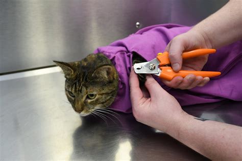 How to Cut Your Cat’s Nails | Easy to Use | Cat-in-the-Bag