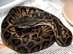 2015 Dwarf Golden Child OGS Female Reticulated Python | Recetas, Serpientes