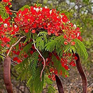 Rameshvar Enterprises | Gulmohar Tree, Delonix regia - Plant (1 Healthy ...