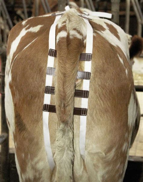 Vorfallbandage aus Nylon | Geburtshilfe | Rinder | Stallprofi.com