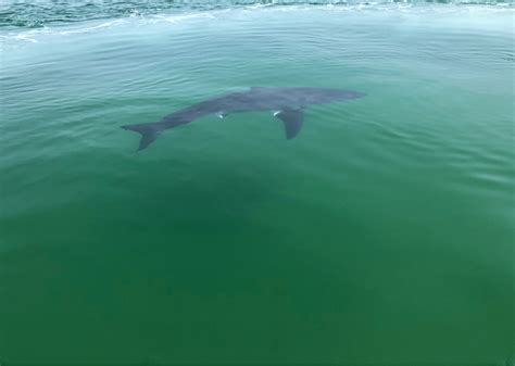 Cape Cod Sharks: Over 180 Great White Sightings Already This Summer ...
