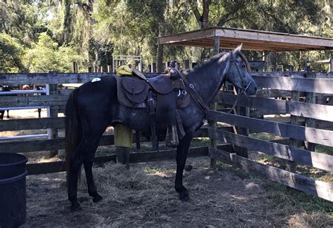 Photo Gallery - Florida Cracker Horse Association