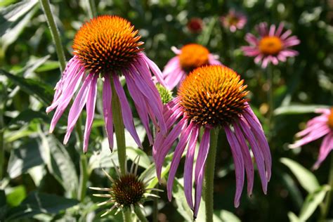 How To Start Coneflower From Seed | Storables