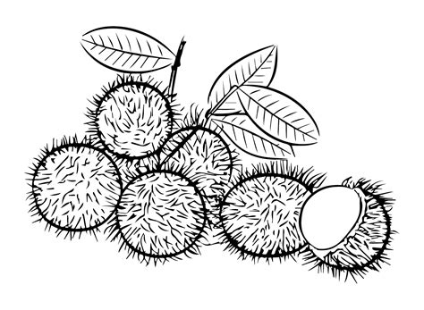 Fruit Rambutan Coloring Page - Free Printable Coloring Pages