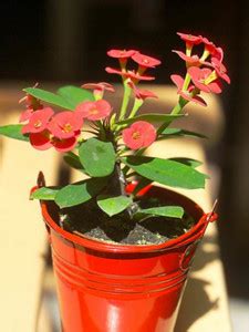 Cloud Farm Euphorbia Plant Price in India - Buy Cloud Farm Euphorbia ...