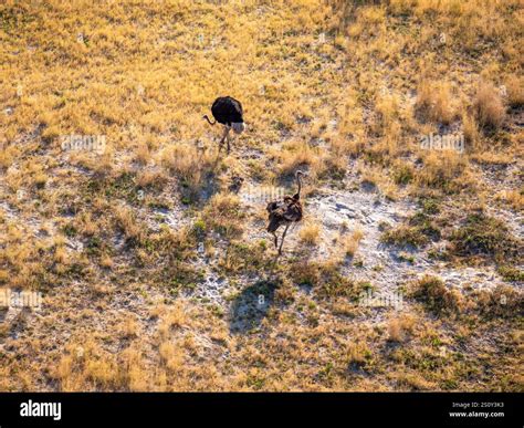 Two ostriches at the ostrich egg nest with three eggs in the Okovango Delta. The photo was taken ...