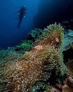 A Diver observes an Anemone with Clownfish in North Sulawesi Indonesia ...