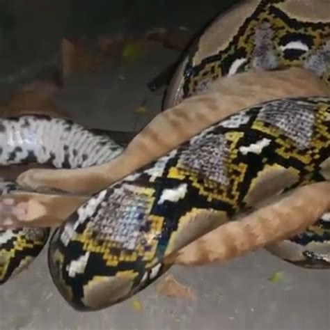 Image result for Python Snakes Eating Cats