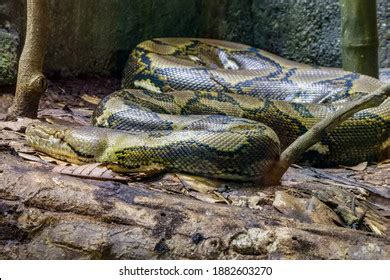 Giant Reticulated Python 的图像结果