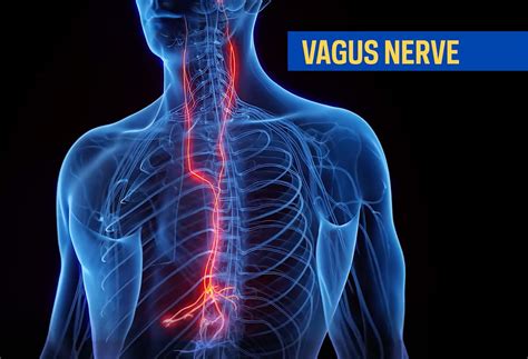 The Vagus Nerve: The Hidden Pathway to Healing and Balance - Maison Santé