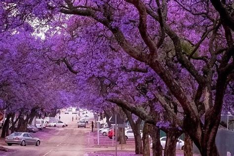 2023 Pretoria City Guided Day Tour