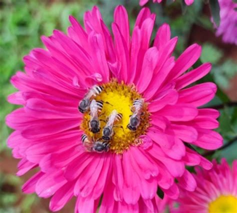 ICAR-Directorate of Floricultural Research