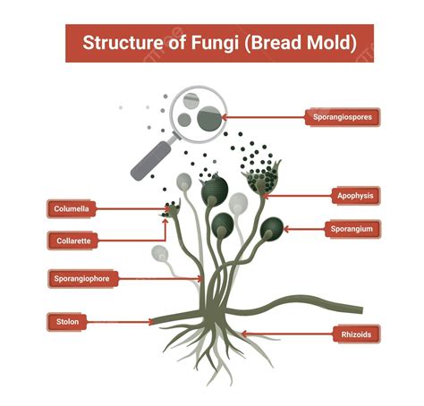 Molds Fungi Diagram