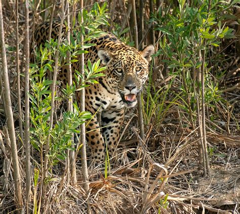 Spotting jaguars on foot in a farm in Bolivia | Condé Nast Traveller India