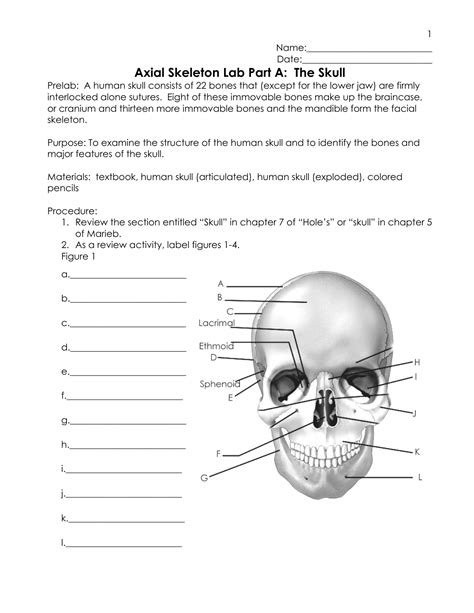 Axial Skeleton Labeling Worksheet