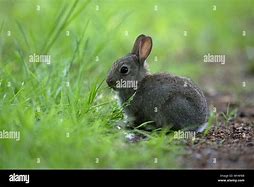 Image result for Baby Rabbit Just Born