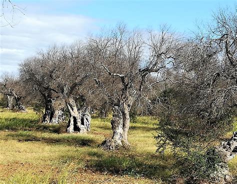 Xylella, the Olive Tree Killer that Threatens a Big Business and a Tradition – La Voce di New York