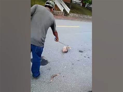 Dancing Tacuache - YouTube