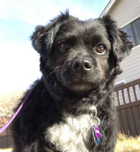 Craigslist East Idaho