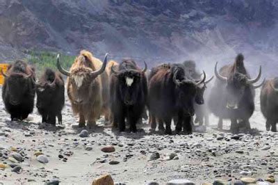 Yak Facts ! याक से जुड़े रोचक तथ्य व् पूरी जानकारी | 20 Interesting ...