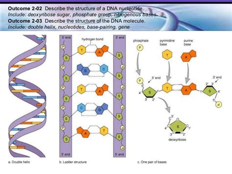DNA Basic Unit 的图像结果