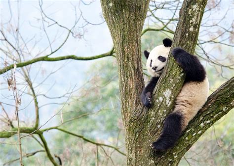 Visit Chengdu on a trip to China | Audley Travel
