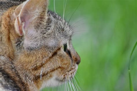 Image result for How to Create JavaServer