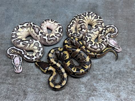 Image result for Ball Python Clutch