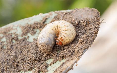 Grub Control For Lawn Kentucky & Indiana | Farison Lawn Care