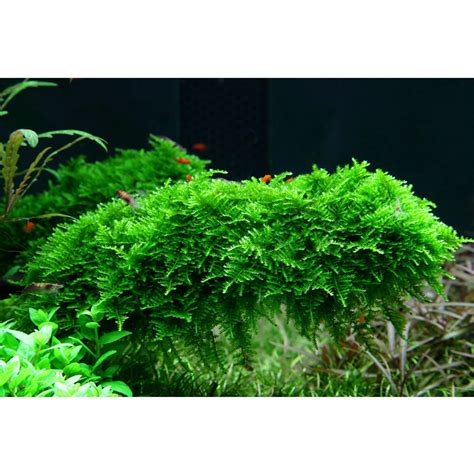 Image result for Nano Tank Java Moss