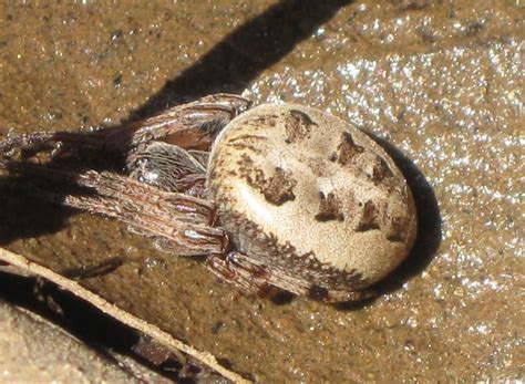 Spiders of North Carolina