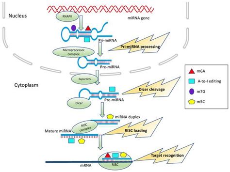 MiRNA Epitranscriptomic Modifications in Cancer | Encyclopedia MDPI