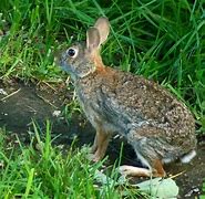 Image result for Cute Bunny Pictures Free