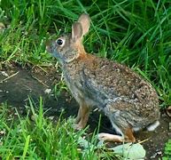 Image result for Cute Bunny Sleeping