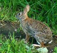 Image result for Halloween Cute Bunny