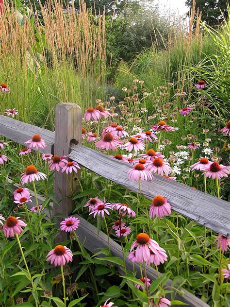 Native Wildflower Garden