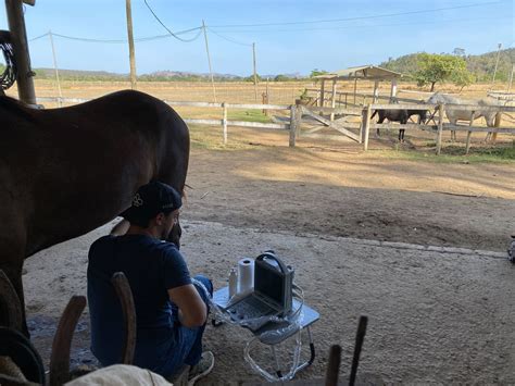 How does the KX5600v ultrasound scanner perform for horses? - Portable Ultrasound Machines