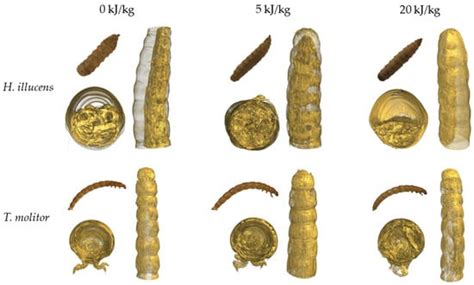 The Pulsed Electric Field Treatment Effect on Drying Kinetics and ...