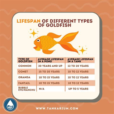 How Long Does The Average Goldfish Live Plus Tips To Help Them Thrive