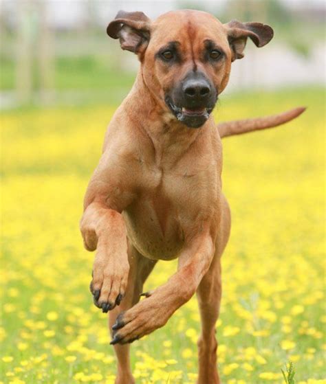 Rhodesian Ridgeback vs Black Mouth Cur - Breed Comparison