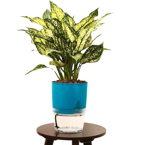 Complete set - Snow white AGLAONEMA Plant in Self Watering Pot With LE ...