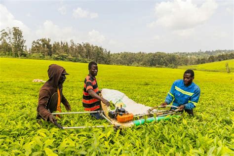 Agriculture in Uganda: Challenges And Innovations for Sustainable Growth - Afro Discovery