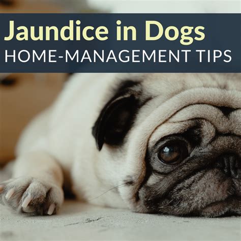 How Do You Know If Your Dog Has Liver Cancer : Liver Cancer In Dogs ...