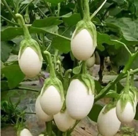 Aro Brinjal white round, Eggplant Seed Price in India - Buy Aro Brinjal ...
